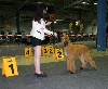  - 88th International Dog show Luxembourg !
